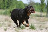 ROTTWEILER 282